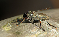 Brown Heath Robberfly (Machimus cingulatus)